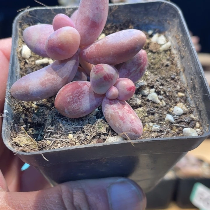 红手指红拉丝锦590号的多肉啊啊