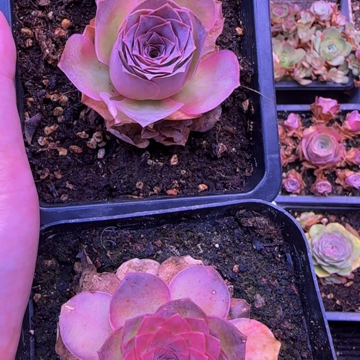 福利1686665692298566856665