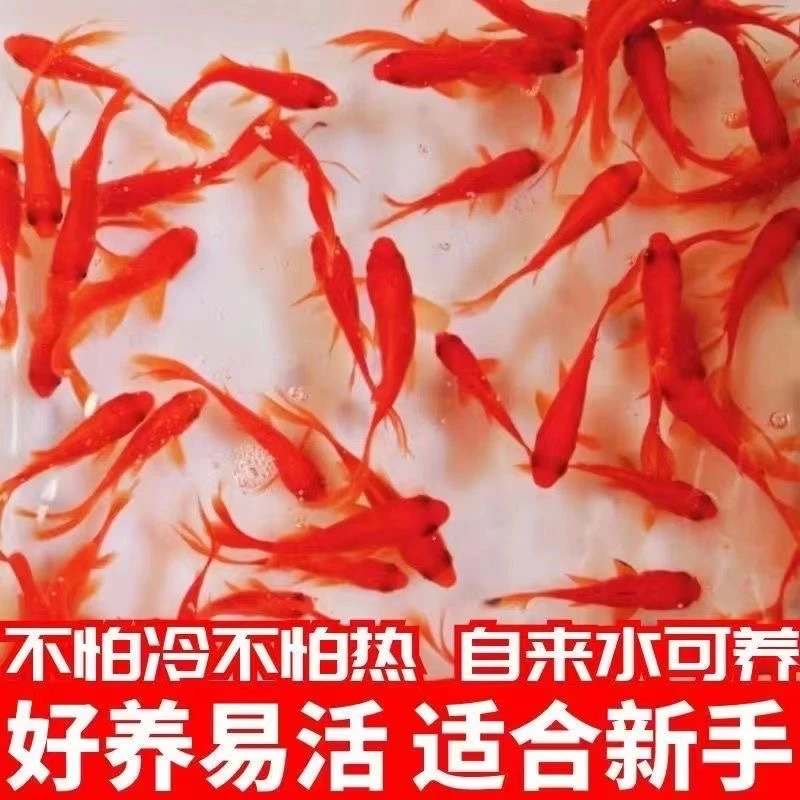 【40条3-5厘米草金鱼】冷水观赏鱼好养耐活自来水活鱼宠物大全