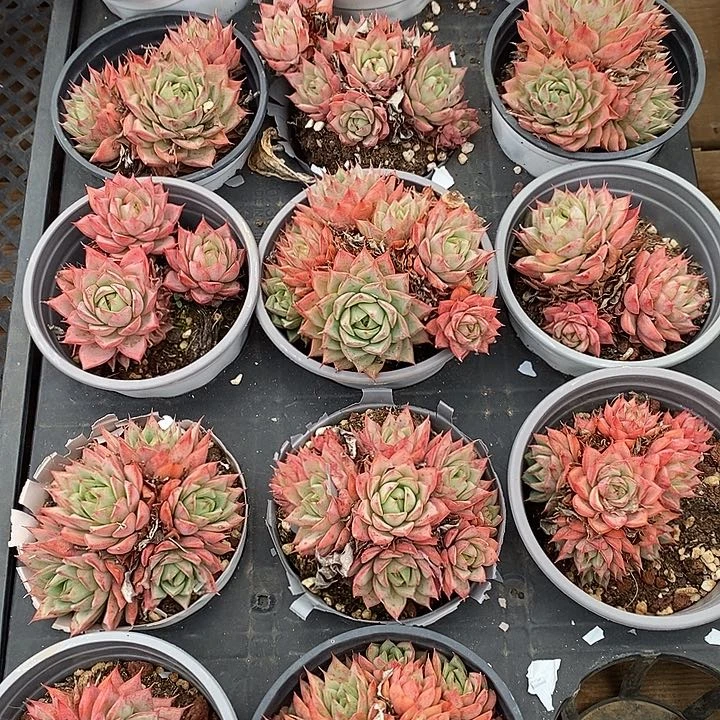 林杰安娜群。福利多多