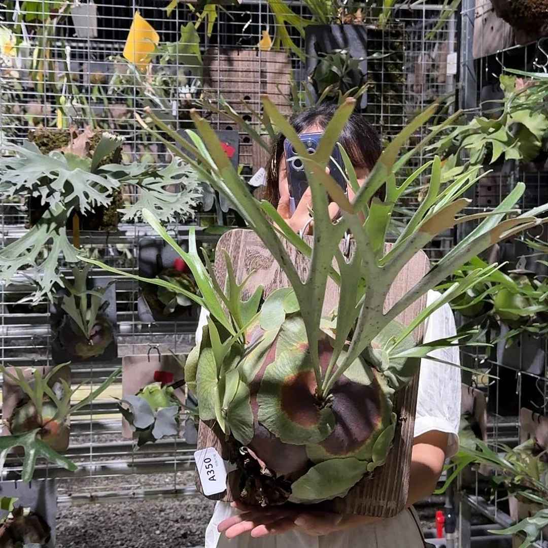 无花朵A350-马圆成株（叶片微瑕）