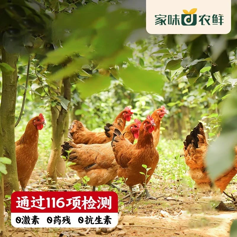 【家味农鲜甑选】生态散养土鸡肉质鲜美 跑山鸡走地鸡冷链保鲜 新鲜
