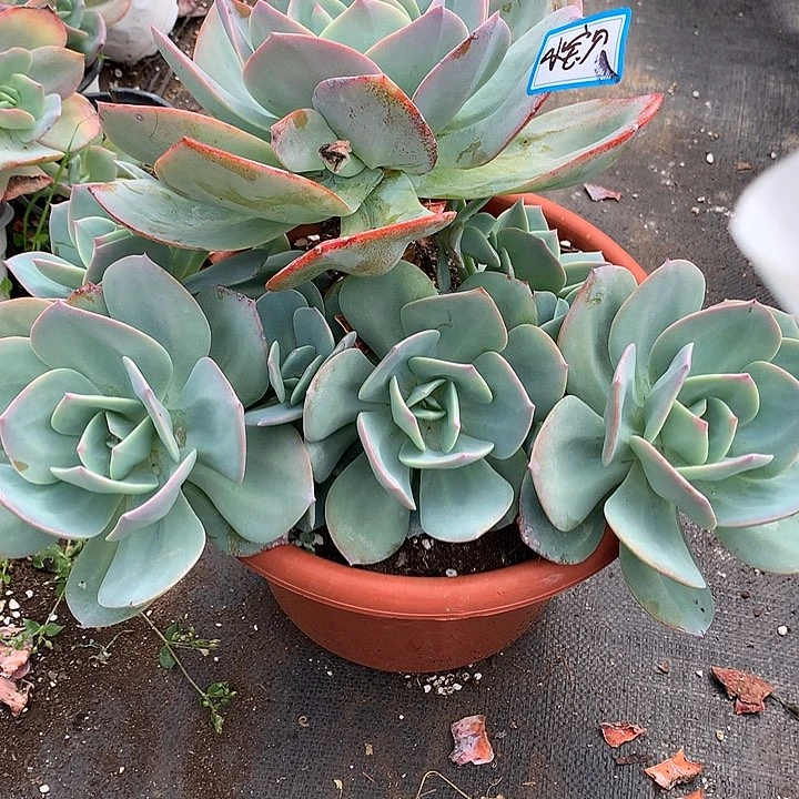 无花朵小*贝多肉植物125556