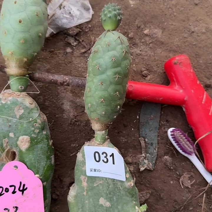 苗接习志野031苗接