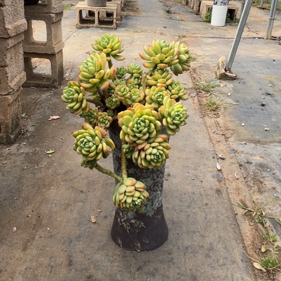 精品春萌妖桩加盆加运费