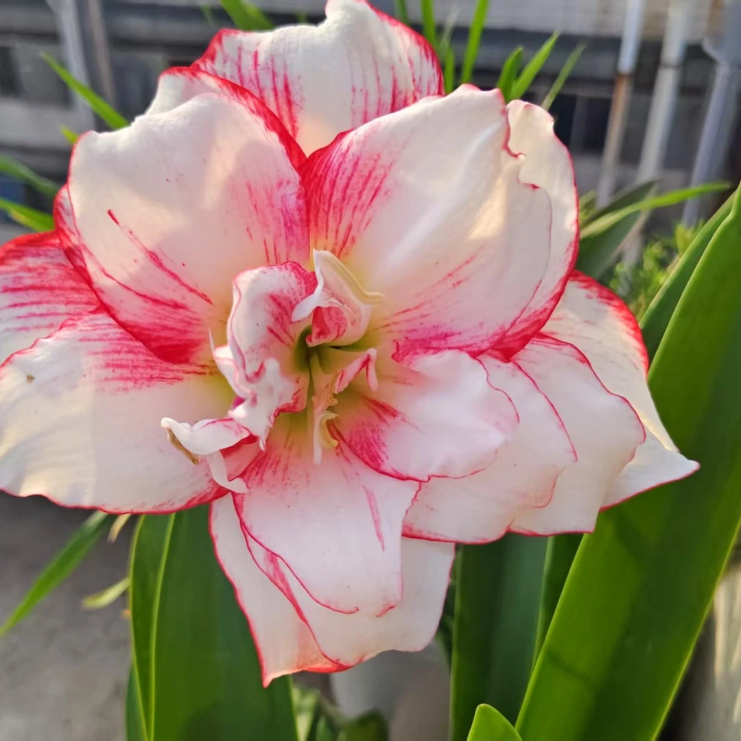 瑞秋安吉拉朱顶红种球裸球6.0厘米-6.5厘米包对版