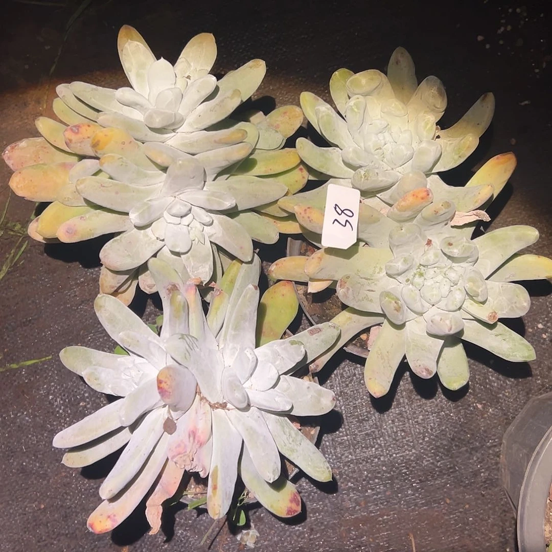 圆叶拇指帕奇飞徒仙女杯多肉