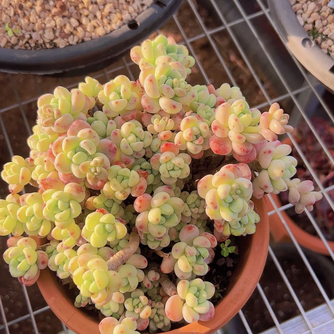 多肉一个默认瑕疵编号1