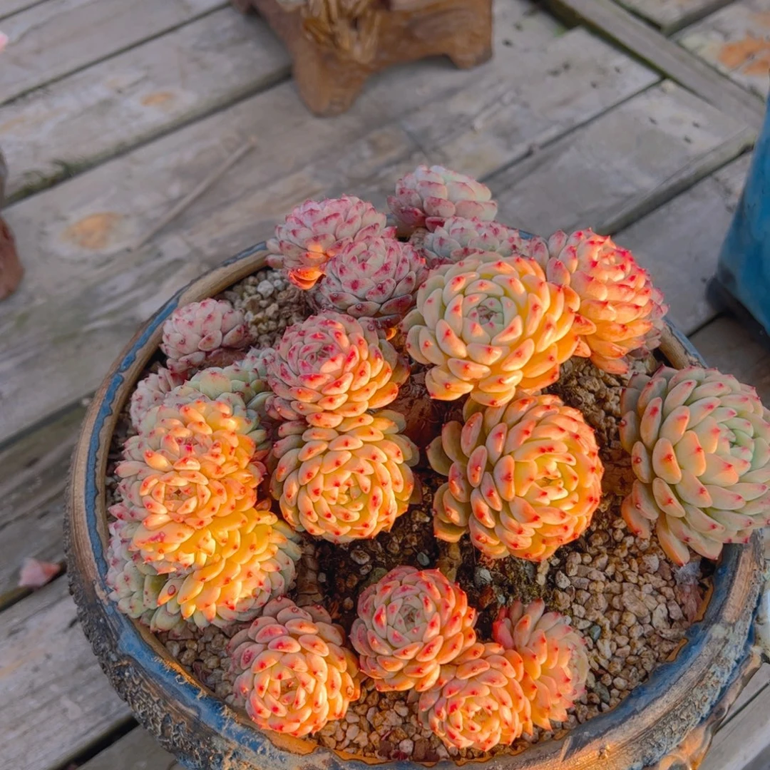 奔***格多肉植物保护研究所所长