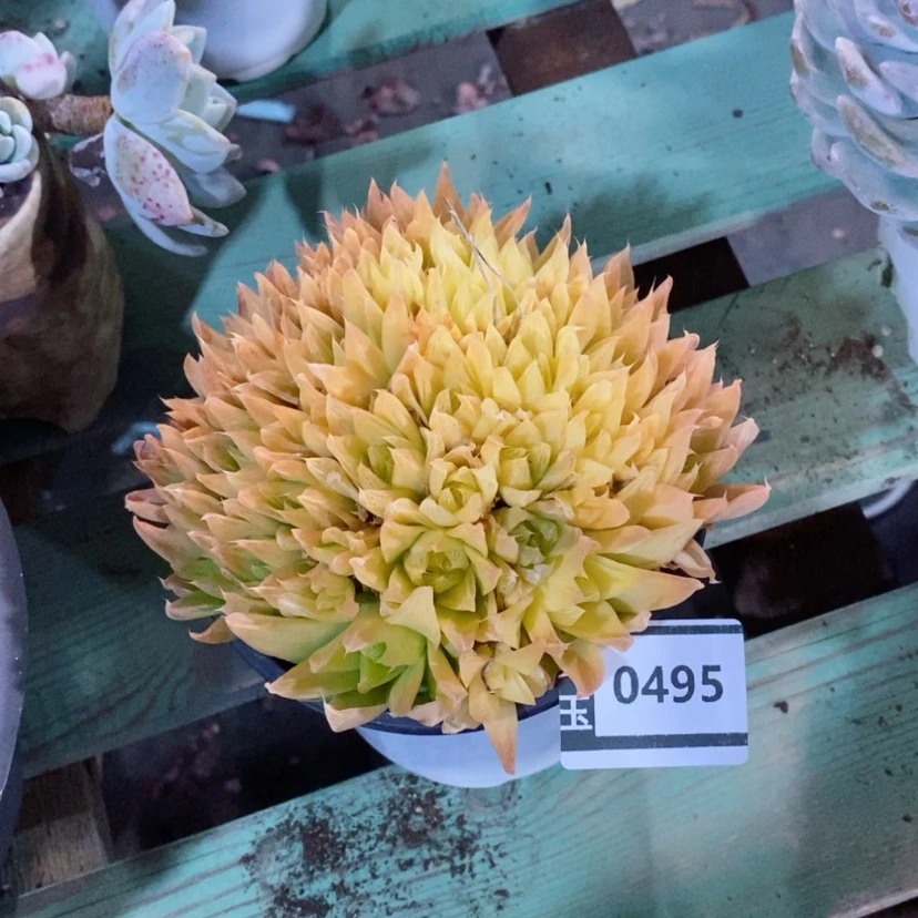 【闪购商品】黄金玉露0495