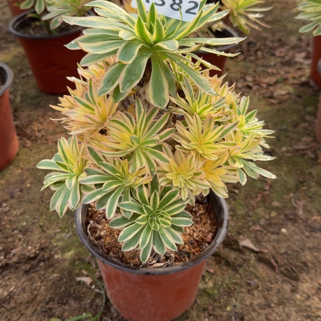 382夕颜。多肉植物