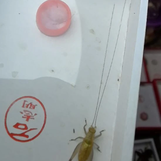 蟋蟀石志明沪B一条漂亮