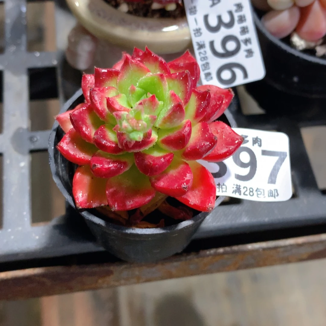 肉萌萌拇指盆精控多肉ZA397