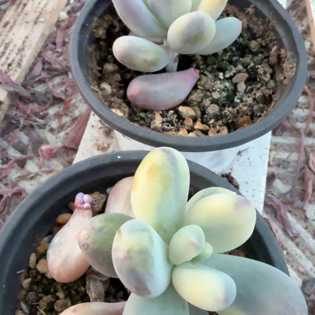 奶酪锦 锦上园艺青岛场