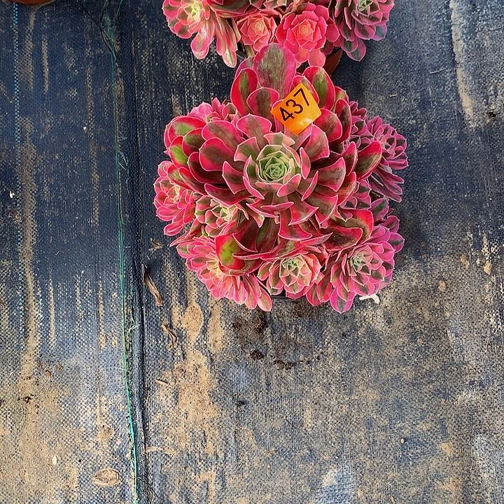 水*多肉粉女巫43700000