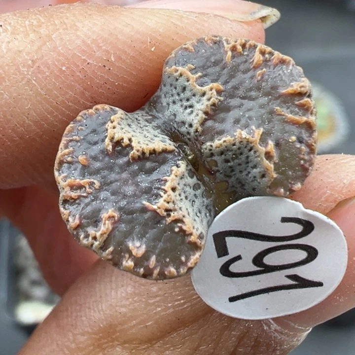 291号这颗多肉有点好看