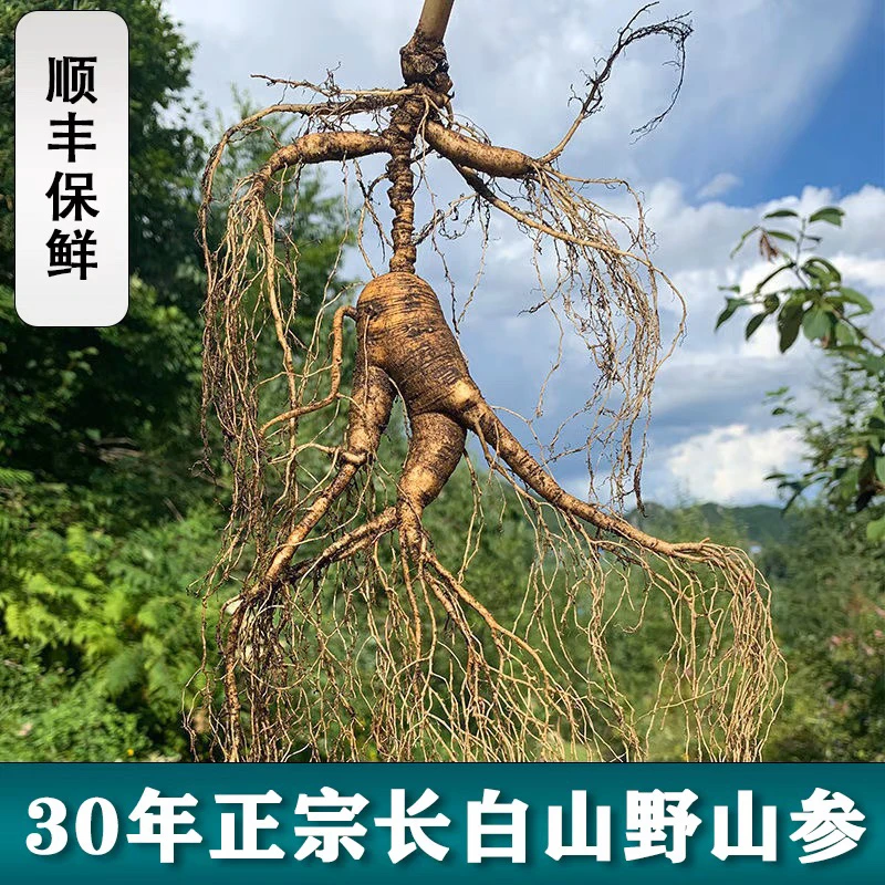 长白山新鲜林下参 深山老货现挖滋补实物截图