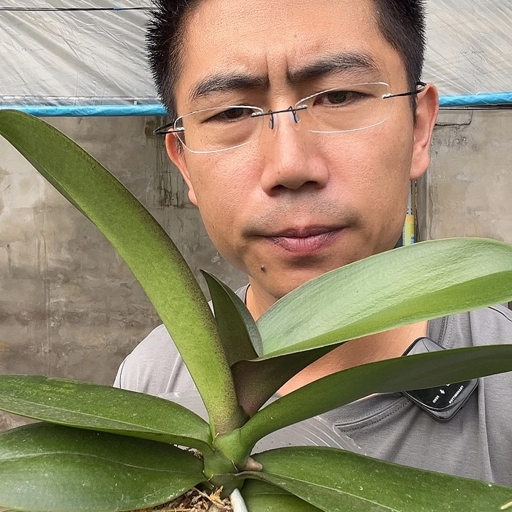 完全开放彩虹独角兽4.5杯