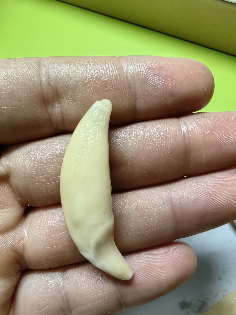 4.7--4.9厘米真狗牙