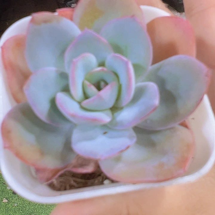 布鲁兰19包邮多肉植物