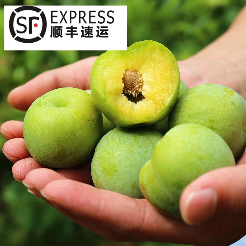 【唯果多】顺丰包邮四川汶川茂县九月晚熟高山青脆脱骨李现摘现发