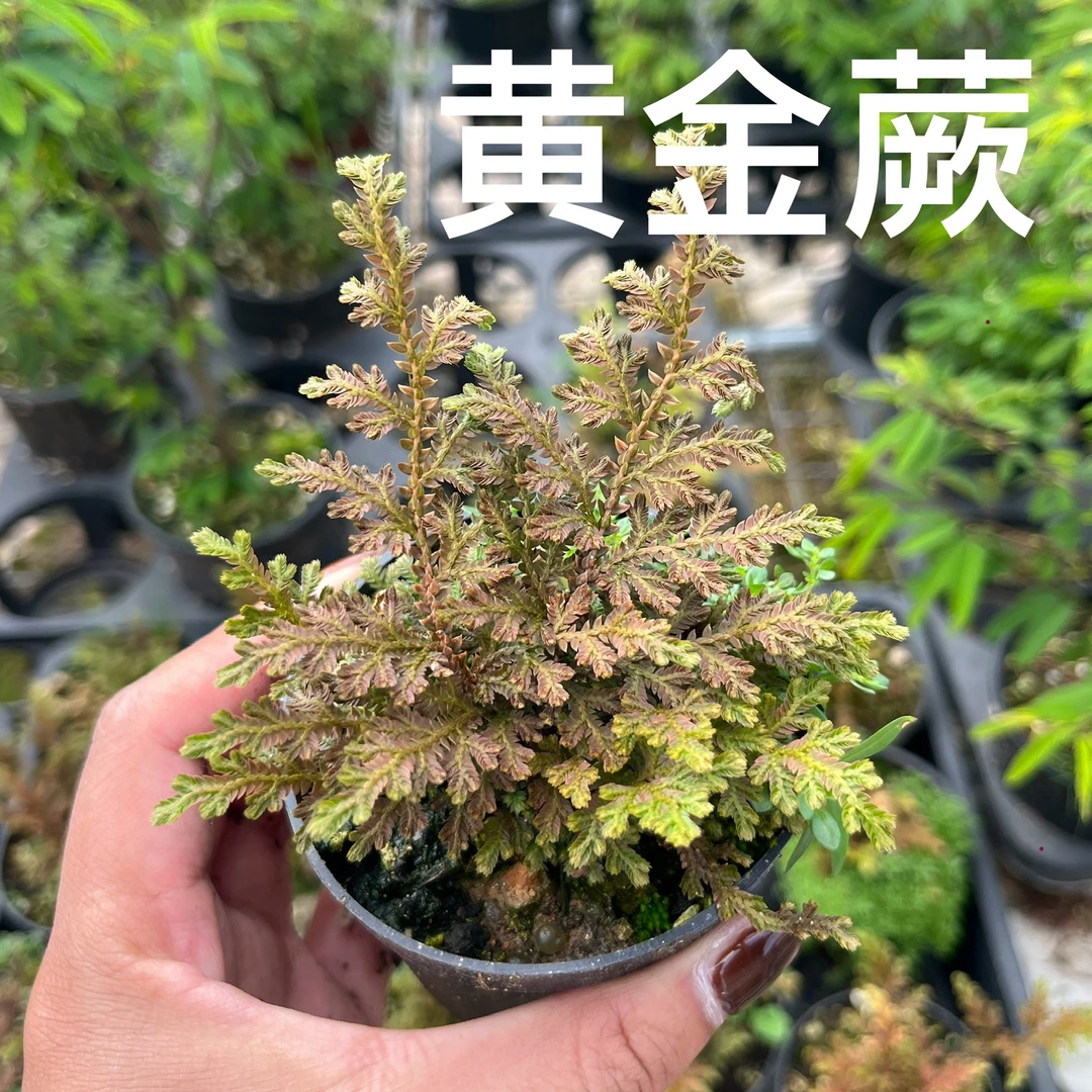 黄金蕨凤凰蕨日本山野草花叶卷柏叶子颜色多变山野草组盆素材苗