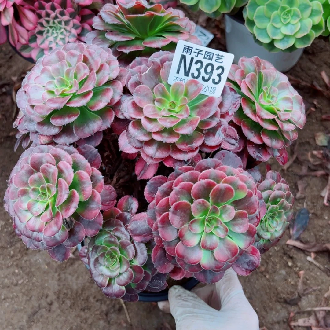 393月婵尺寸20左右