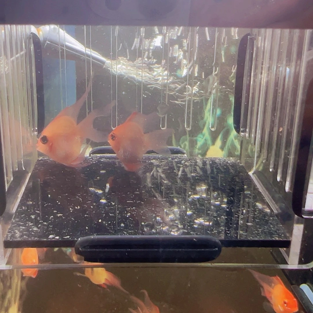 短鲷鱼桃心亚成金波一对