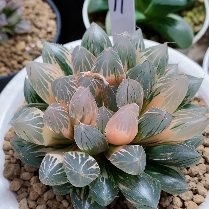 【闪购商品】11胭脂