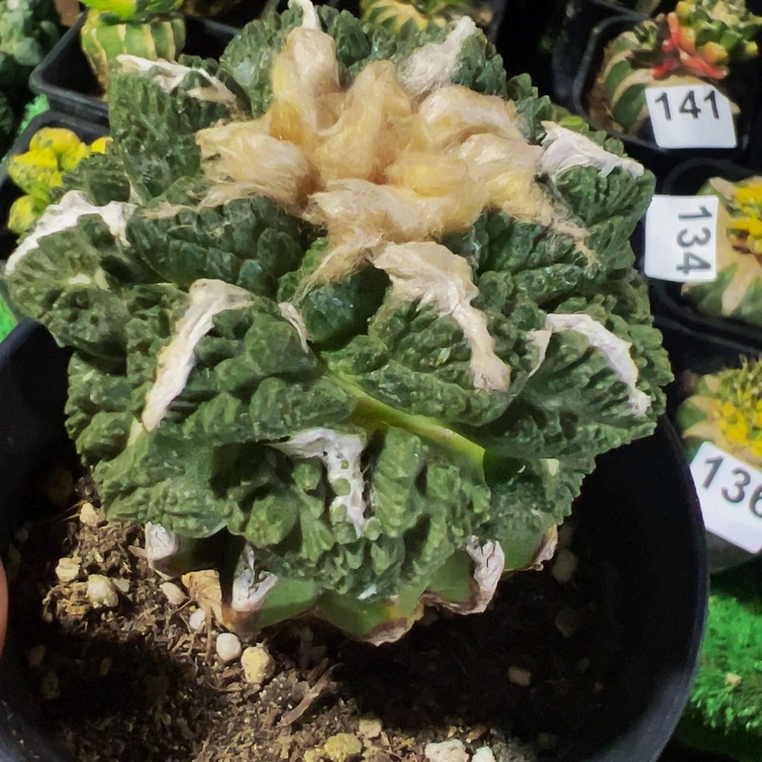 无花朵福利龟甲牡丹095