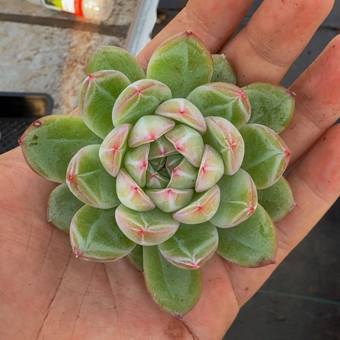 雪花珍妮 单头 一物一拍