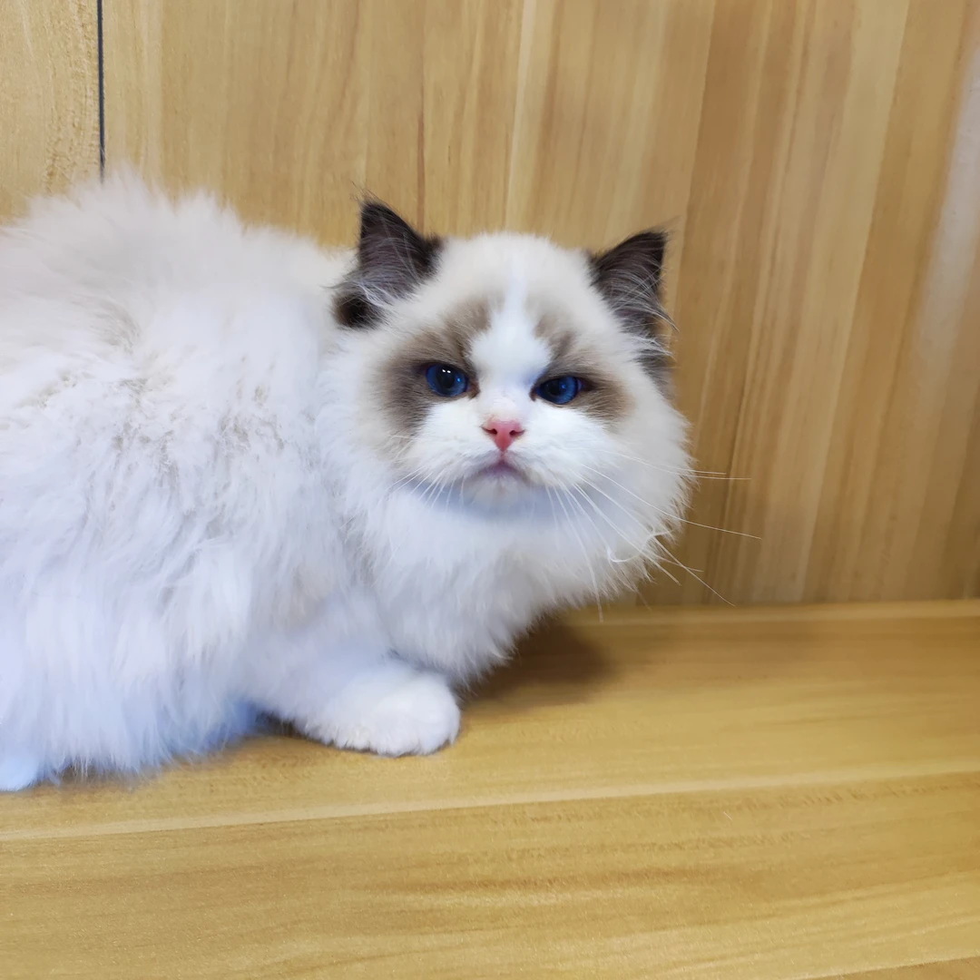 布偶猫活体幼猫纯种粘人可爱宠物