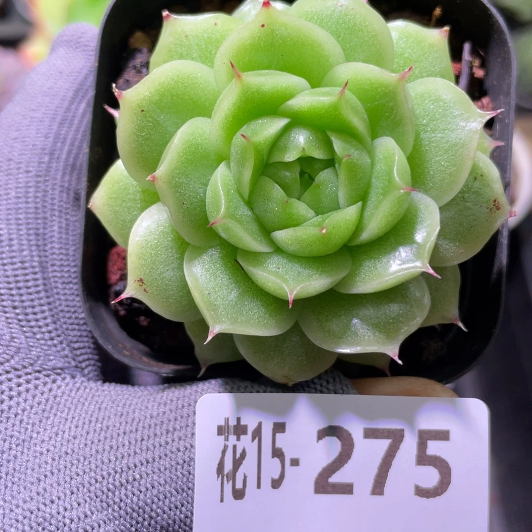 花利美15-275海王