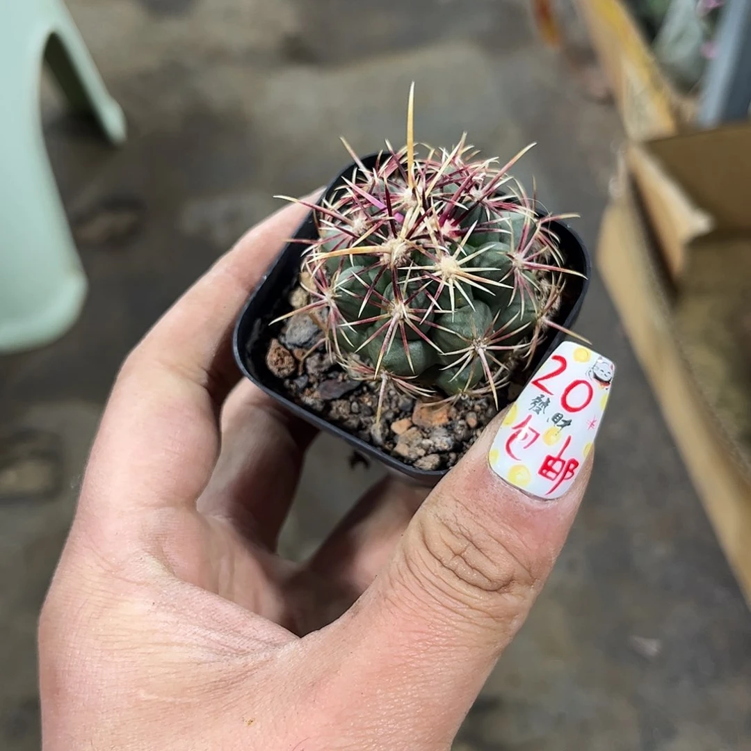 大统领单头发货有根发货