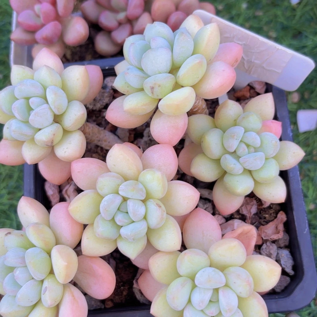 文***娟我的小可爱们都好可爱