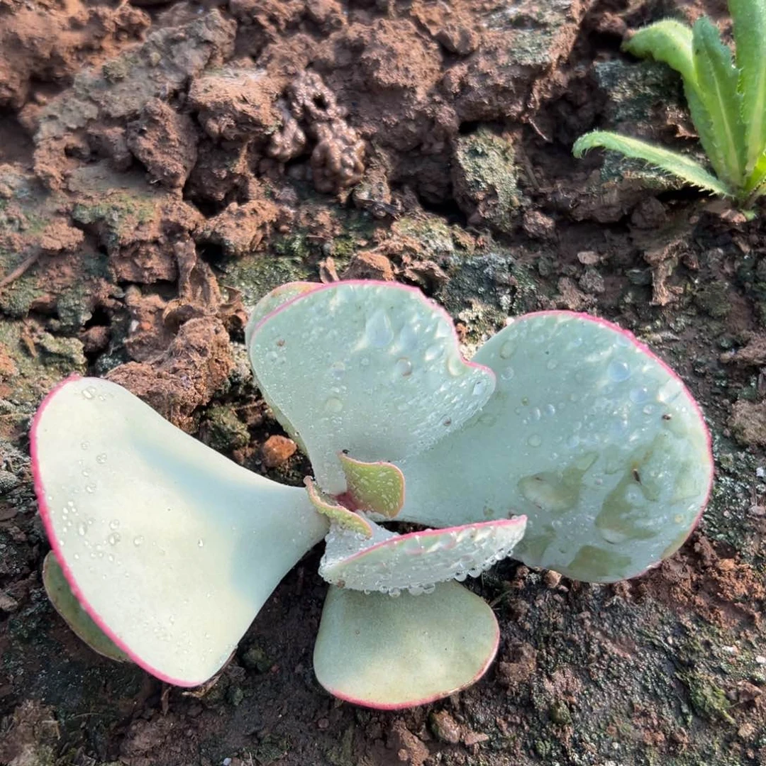 白眉多肉哟哟哟哦哦哦