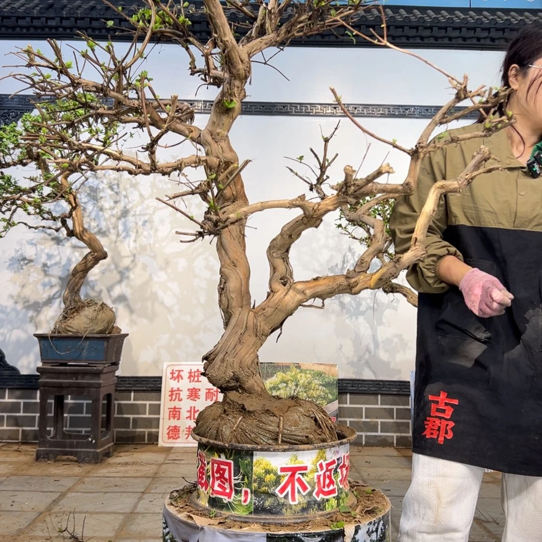 完全开放金银花8888