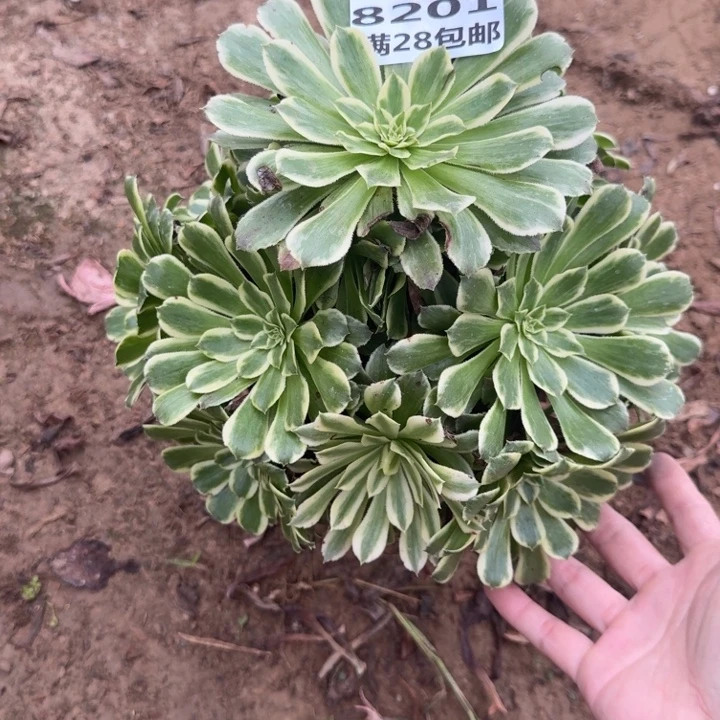 記***〃8201二号棚碧浪多肉A