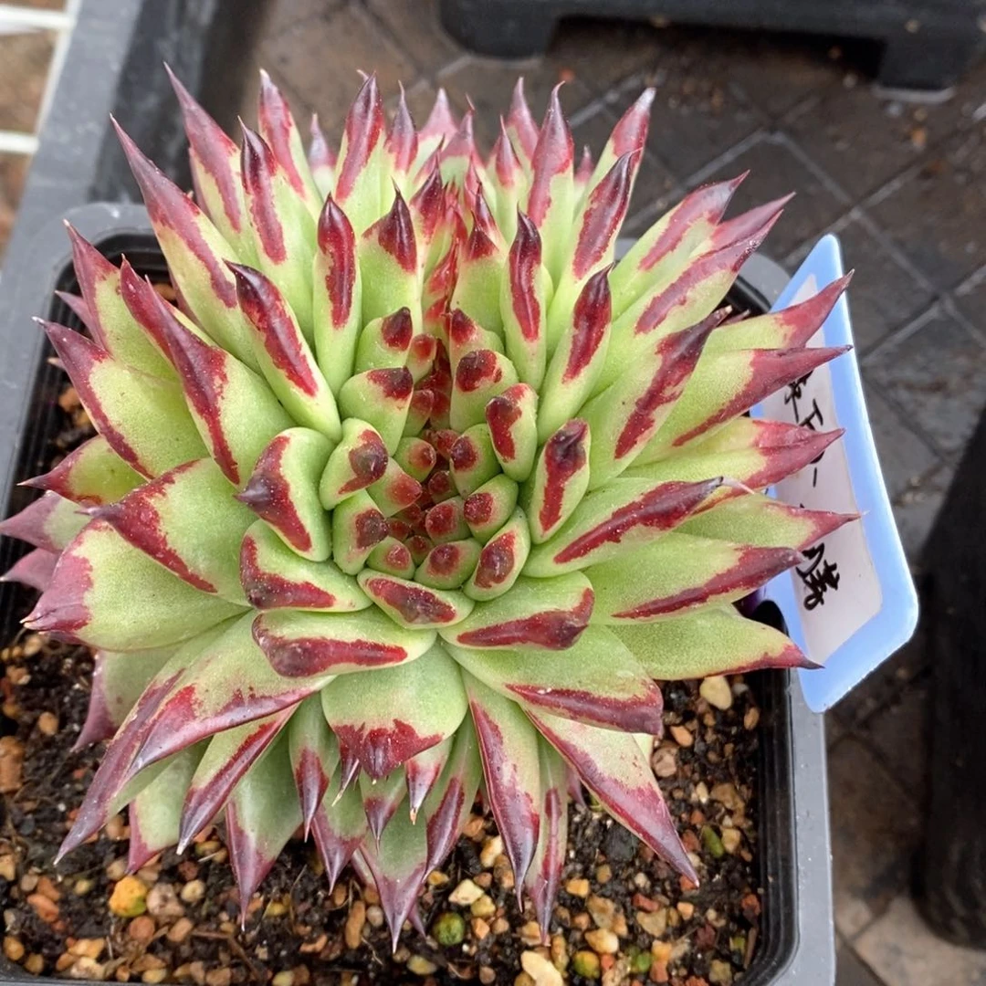 绿巨人缀化芽带龙头