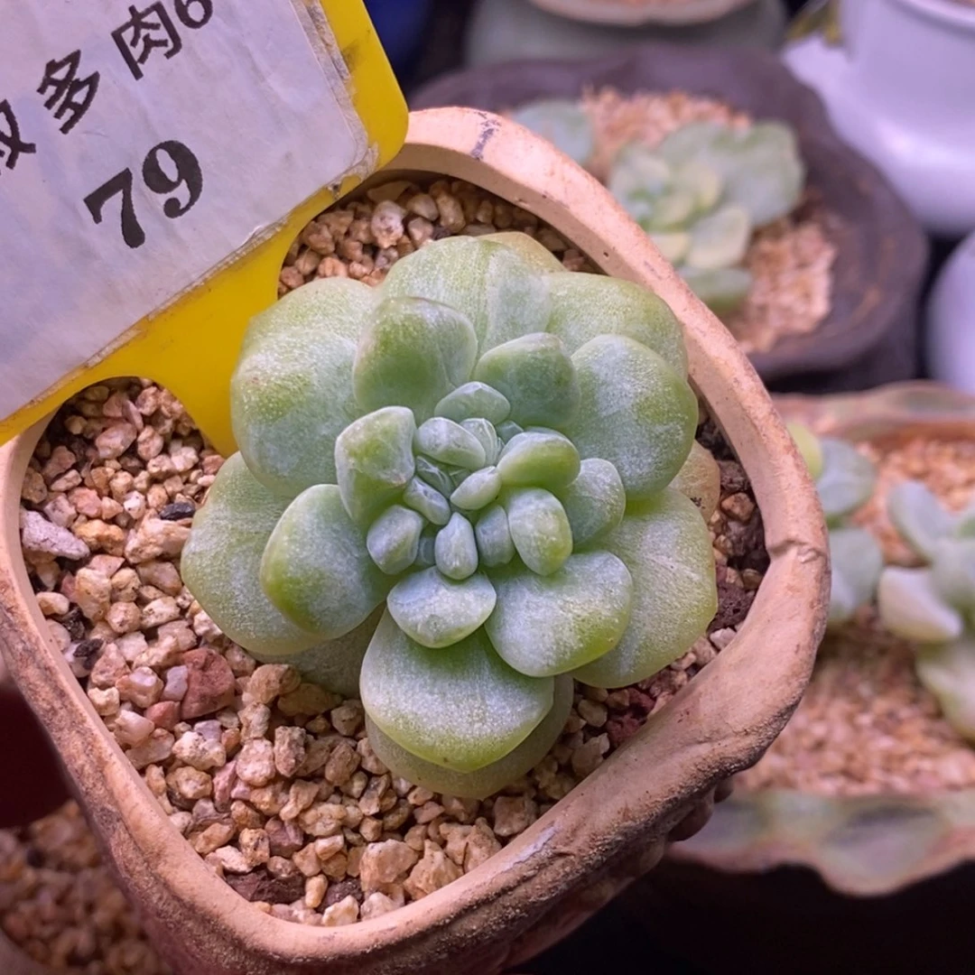 679冰玉拉丝缀化…………