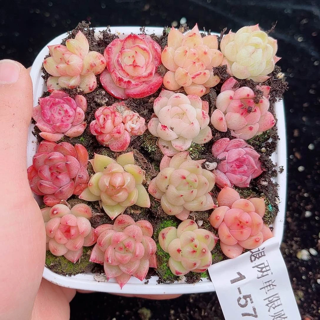 1-57 新疆西藏内蒙不发 12.8包邮