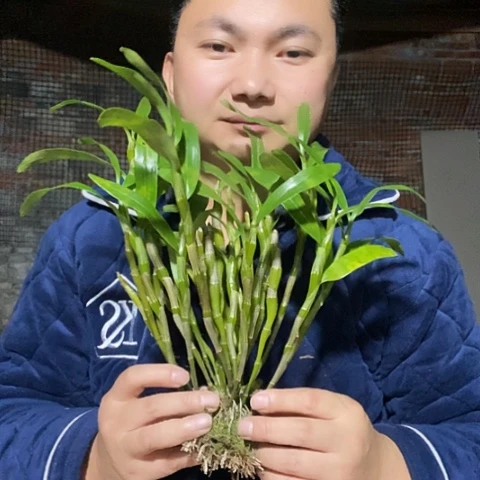 当前无花朵，栽培后可花朵花花苗