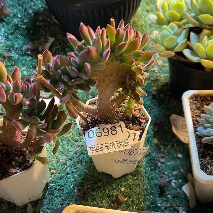 幸运的是我还没遇到你呢我