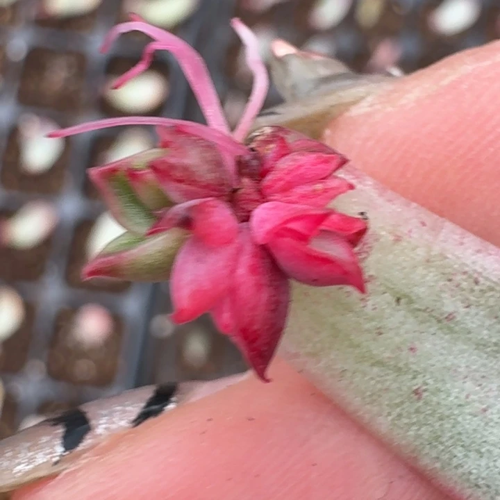 佛洛瑞安娜一物一拍25