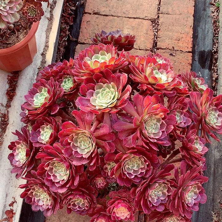 摘心黑金刚，多肉植物