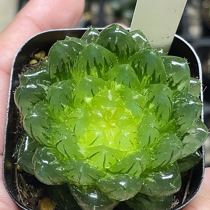 134大窗翠云玉露锦