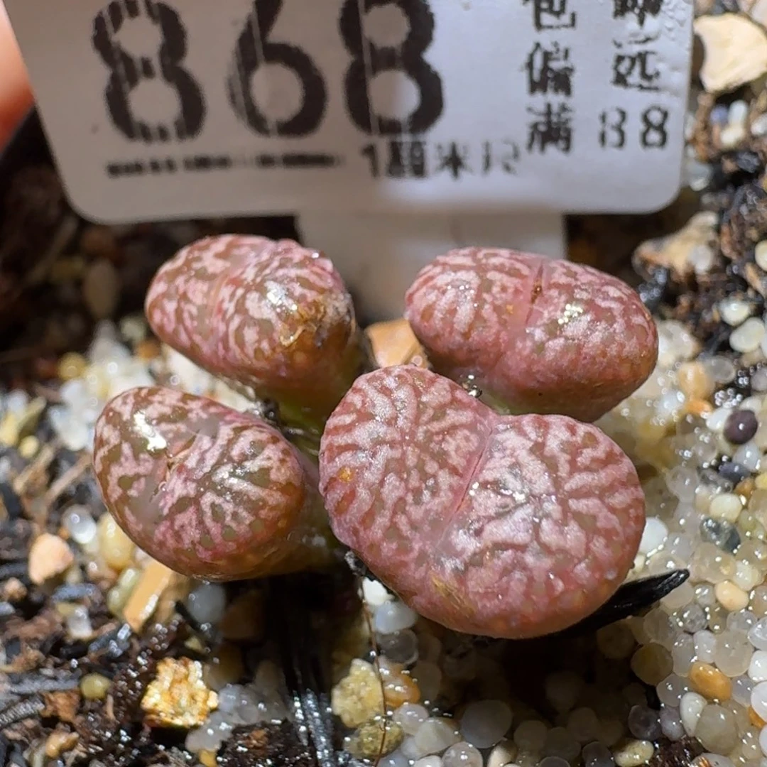 Sss生石花便宜卖了868