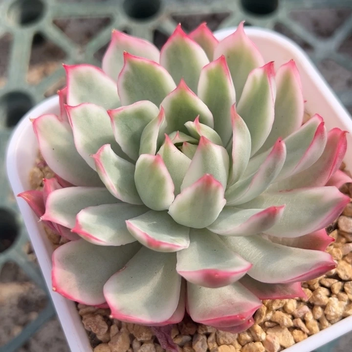 白锦宝莲灯一物一拍