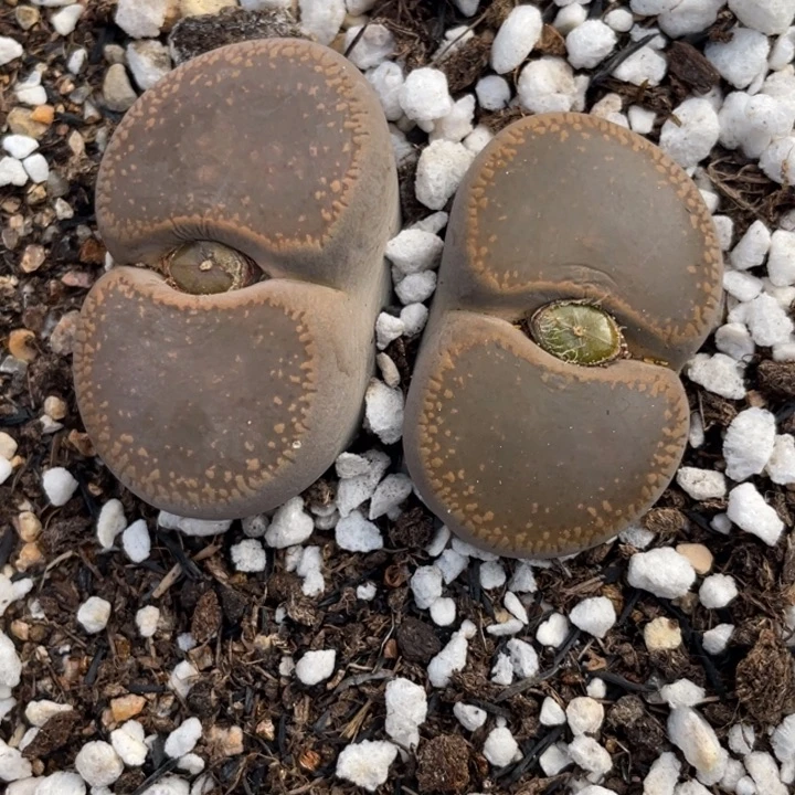 非偏远满20包邮580