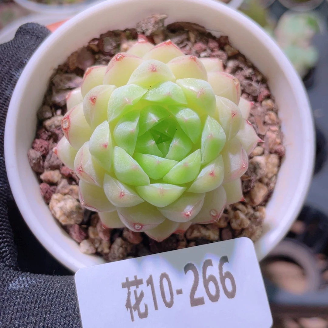 花利美10-266女王